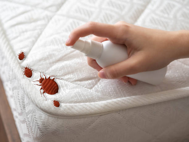 Best Flea Control Services  in North Liberty, IA